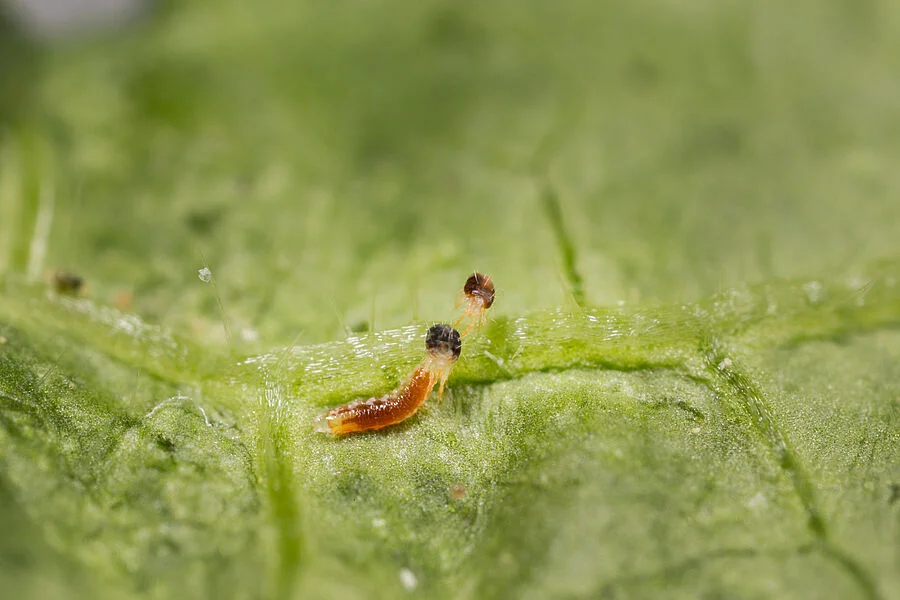 Spidend Predatory Gall Midge