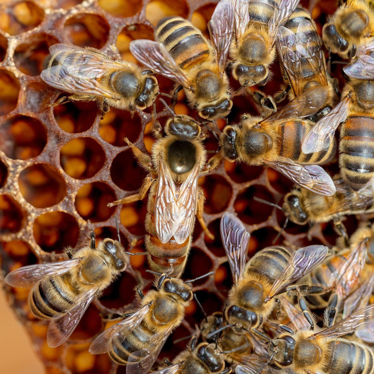 AFB Vaccinated Hawaiian Italian Honey Bee Queen