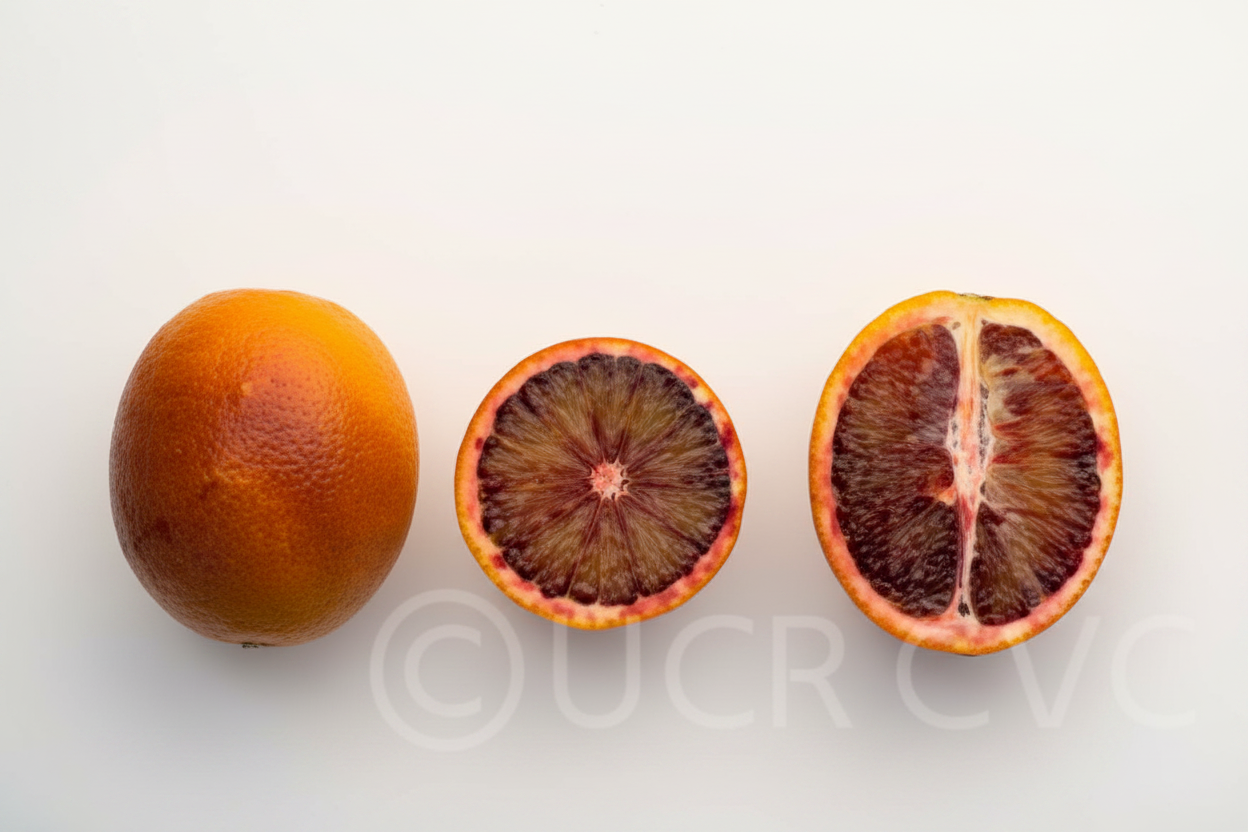Sanguinelli Blood Orange Plant citrus plant material online shopping