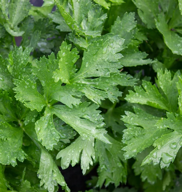 Amsterdam Cutting Leaf Celery