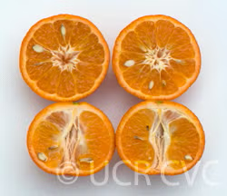 Fremont Mandarin Plant citrus plant material online shopping
