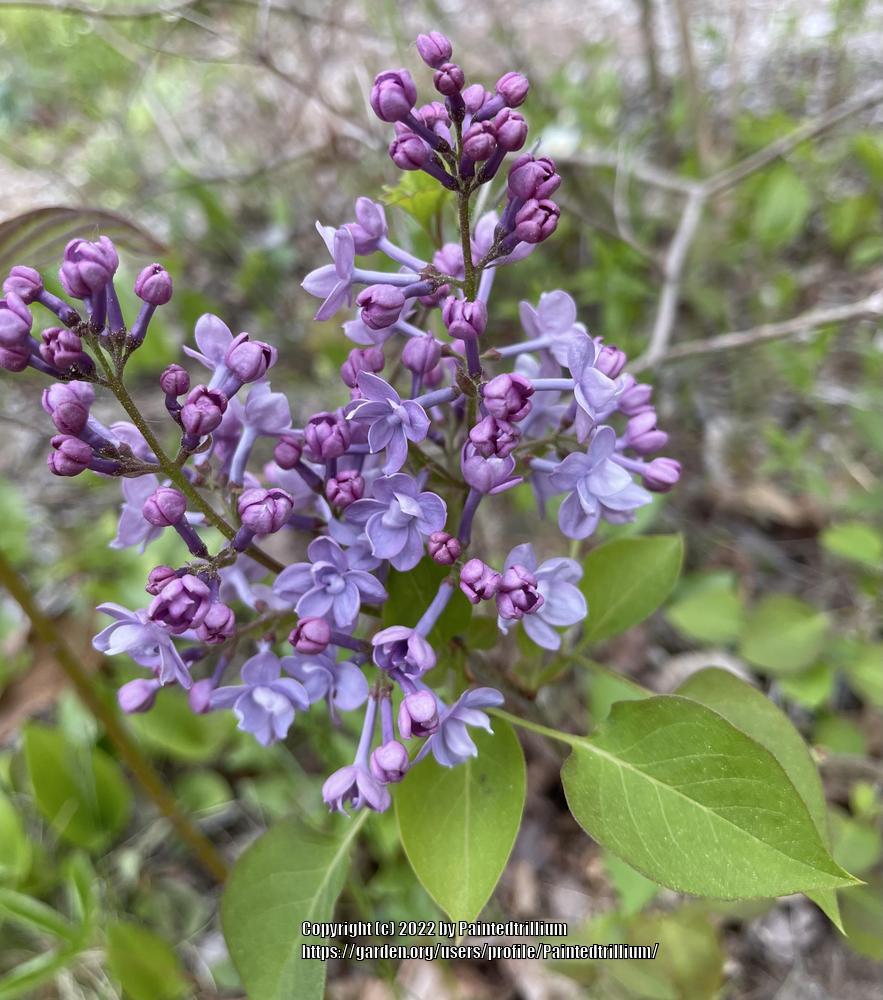 Scentara® Double Blue Lilac lilac plant online shopping