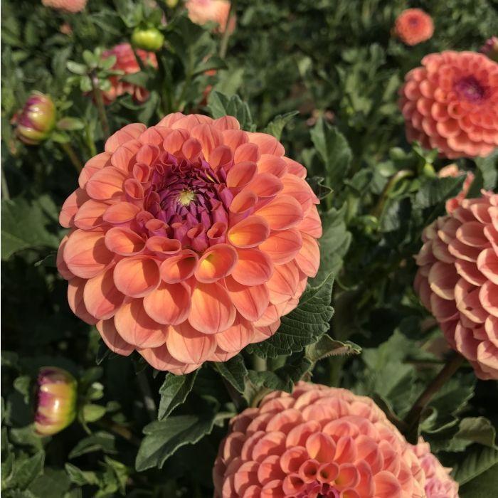 Chewy Dahlia