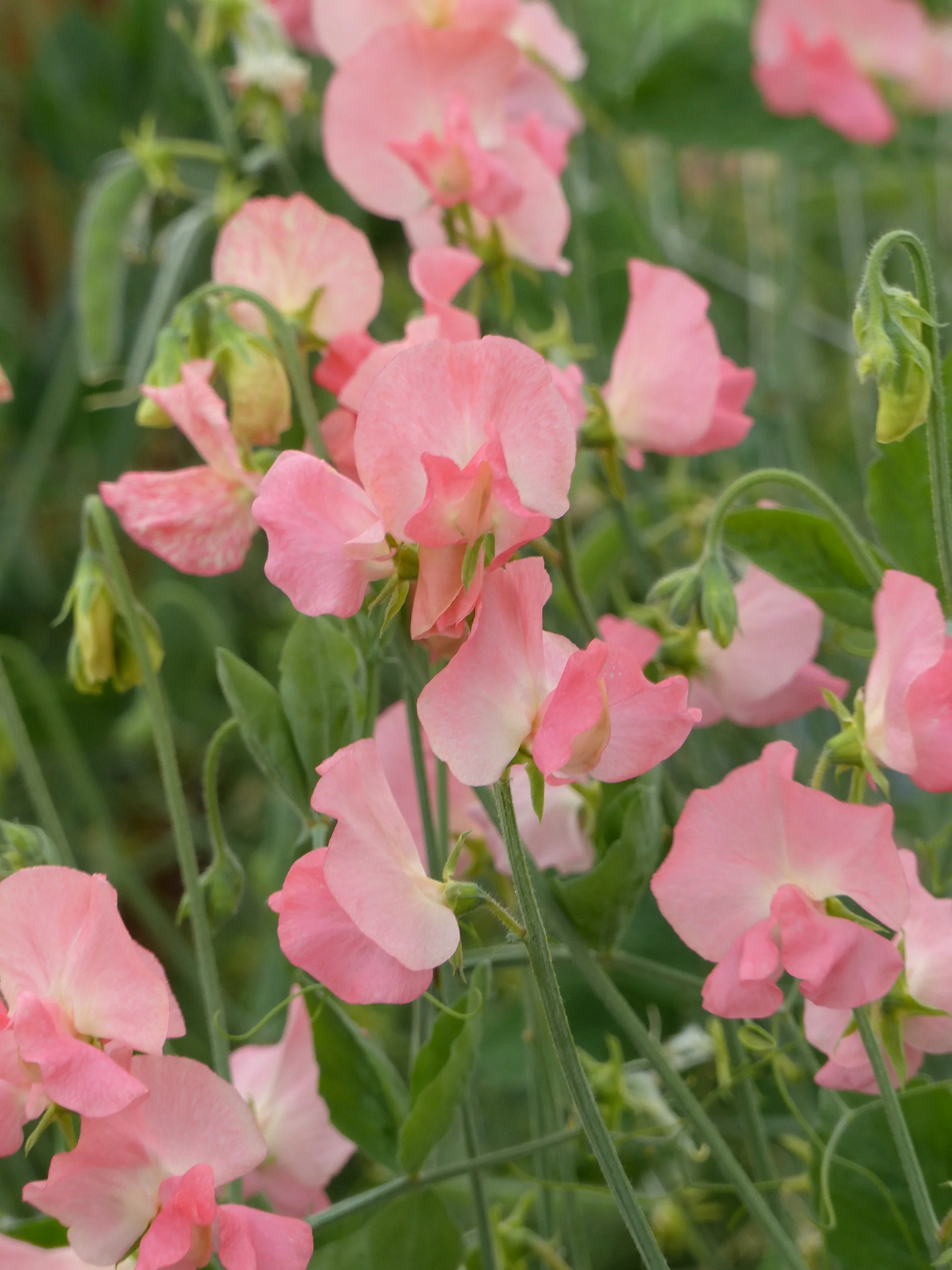 Spring Sunshine Peach Sweet Pea seeds online shopping