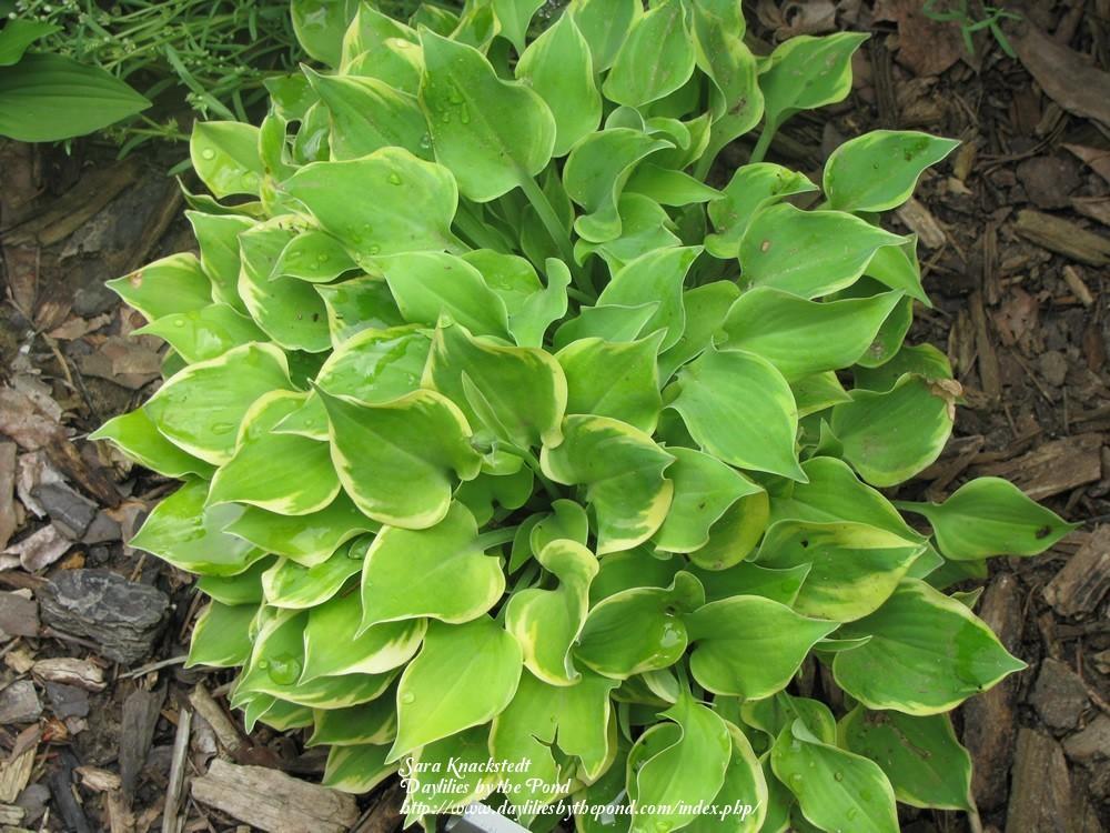 Lakeside Scamp Hosta