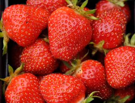 Earliglow Heirloom June Bearing Strawberry