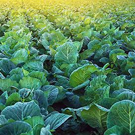 Top Bunch 2.0 F1 Collards