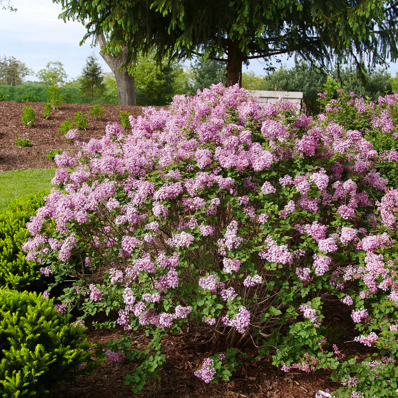 Bloomerang Purpink® Lilac