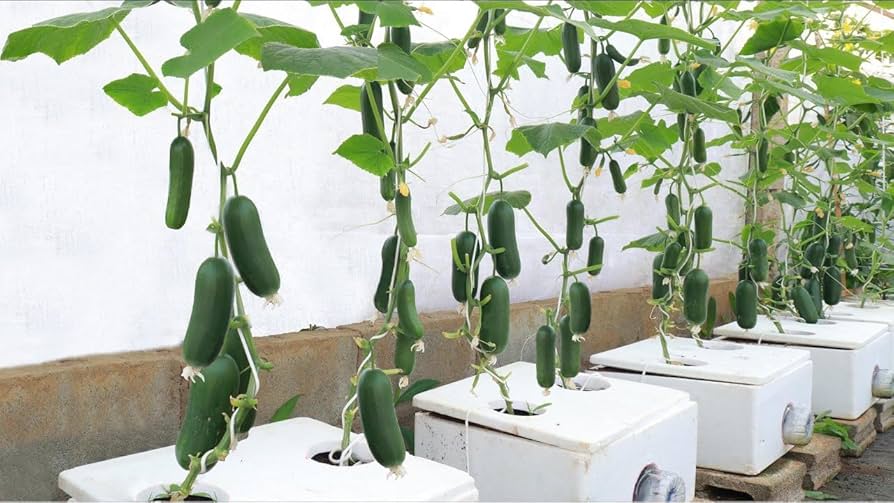 Mini-Me F1 Organic Cucumber