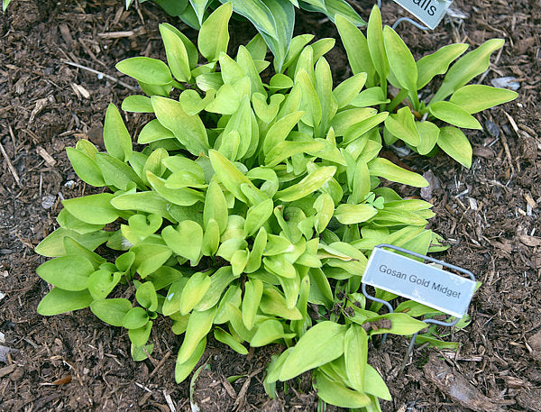 Gosan Gold Midget Hosta