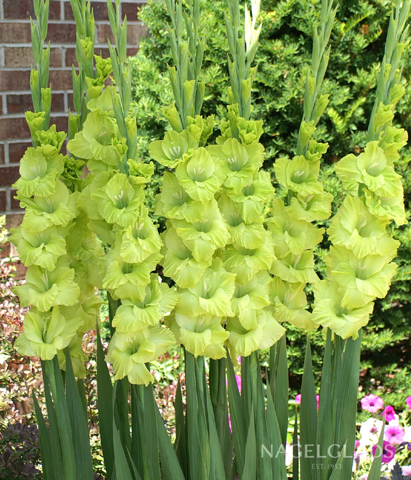Green Star Gladiolus Corms