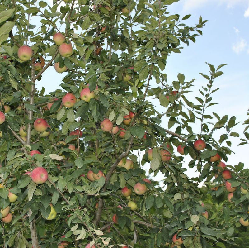 Apple tree with ripe apples and green leaves against a blue sky.