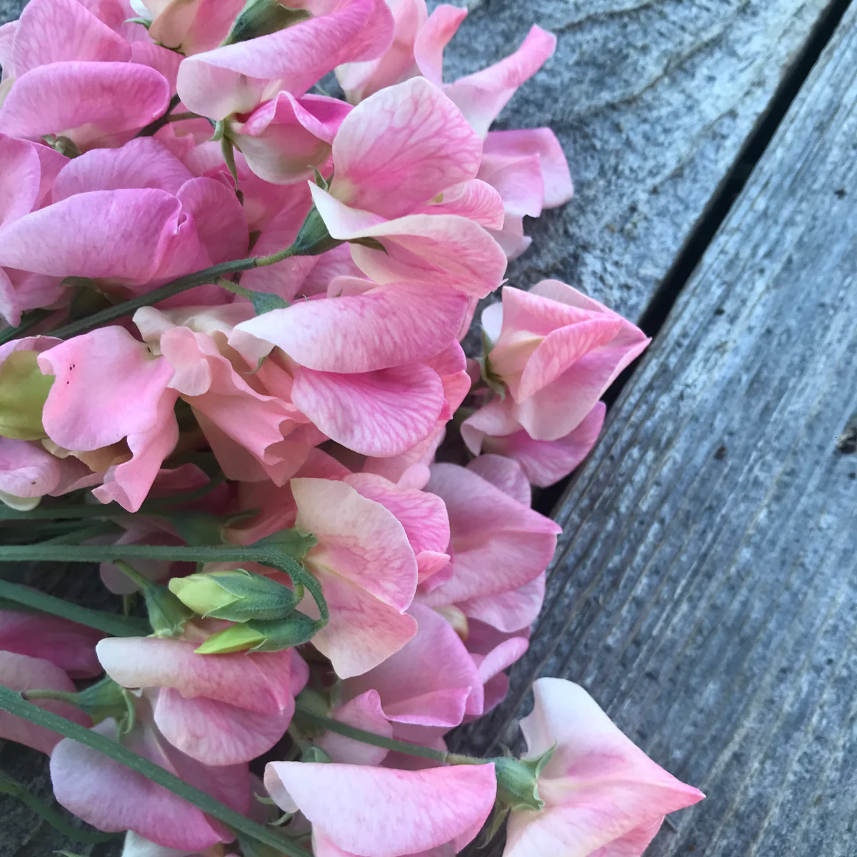 Rosay Sweet Pea seeds online shopping