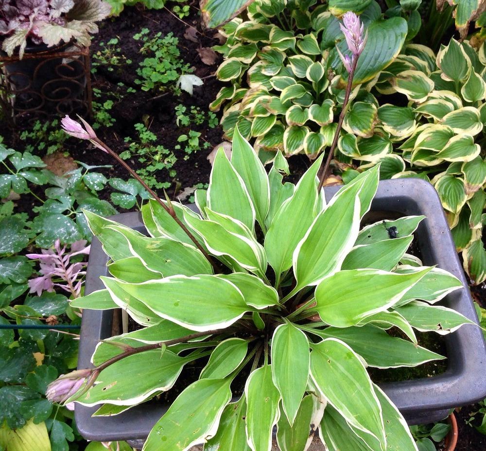 Fall Dazzler Hosta Plants online shopping