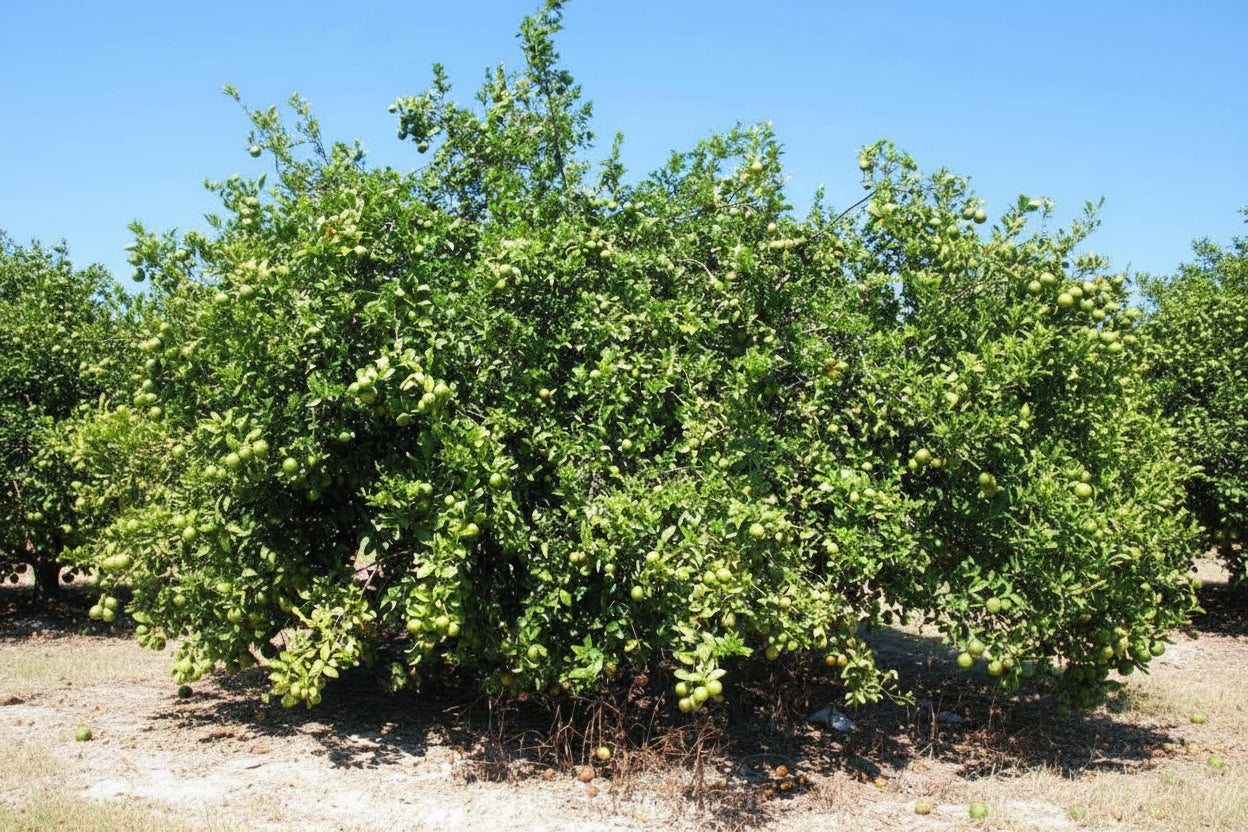 Volkameriana Seed citrus plant material online shopping