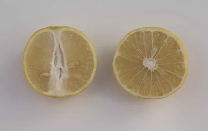 Palestine Sweet Lime Budwood citrus plant material online shopping