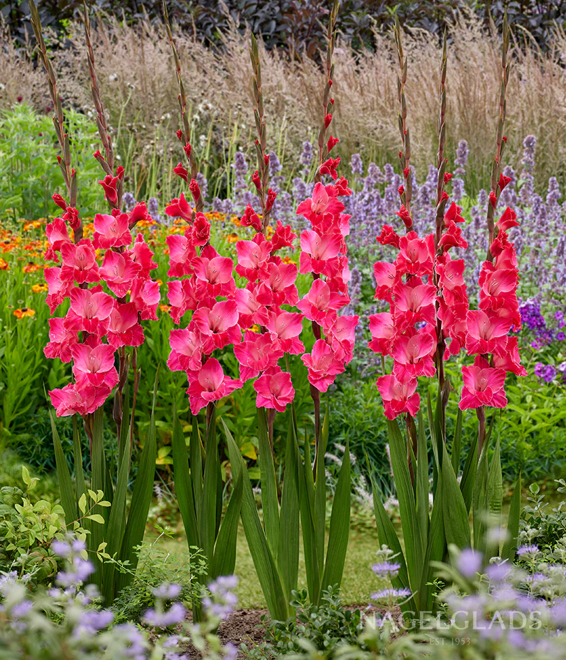 Fairy Tale Gladiolus Corms