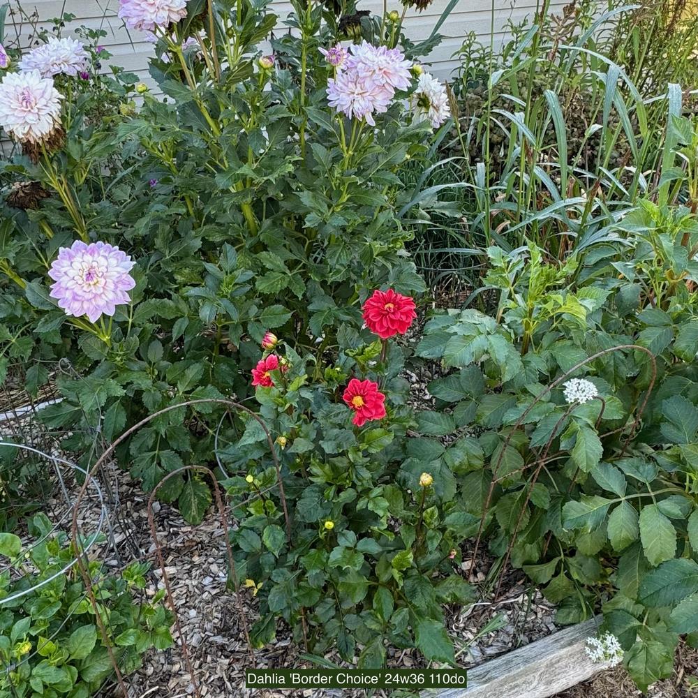Border Choice Dahlia