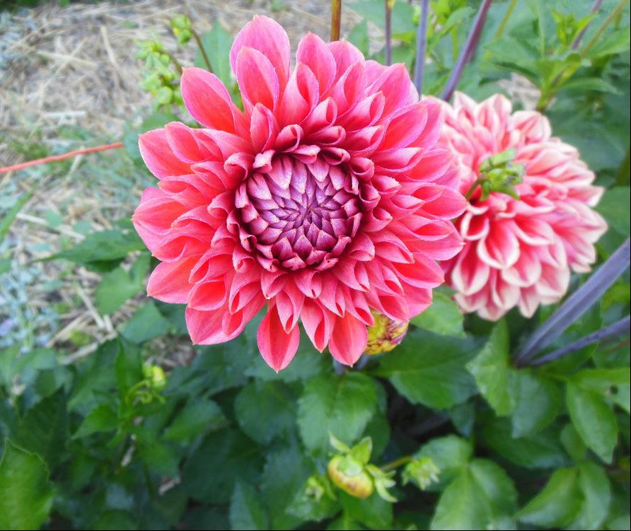 Tempest Dahlia