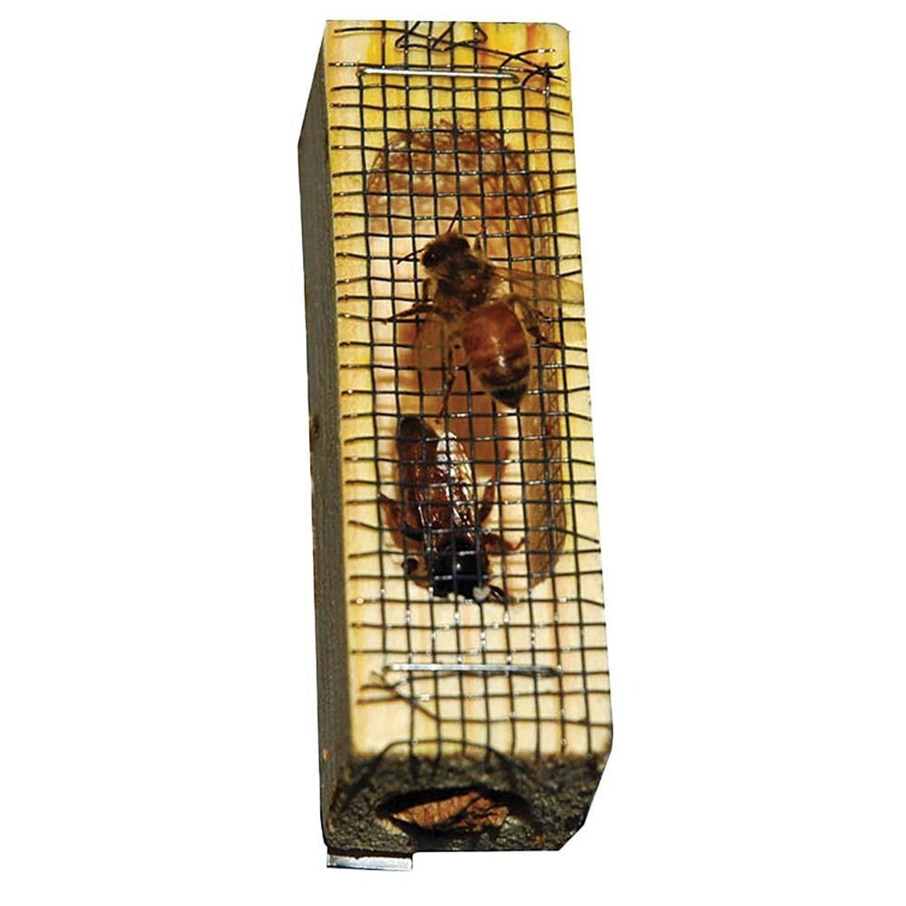 Southern Bred Italian Honey Bee Queen