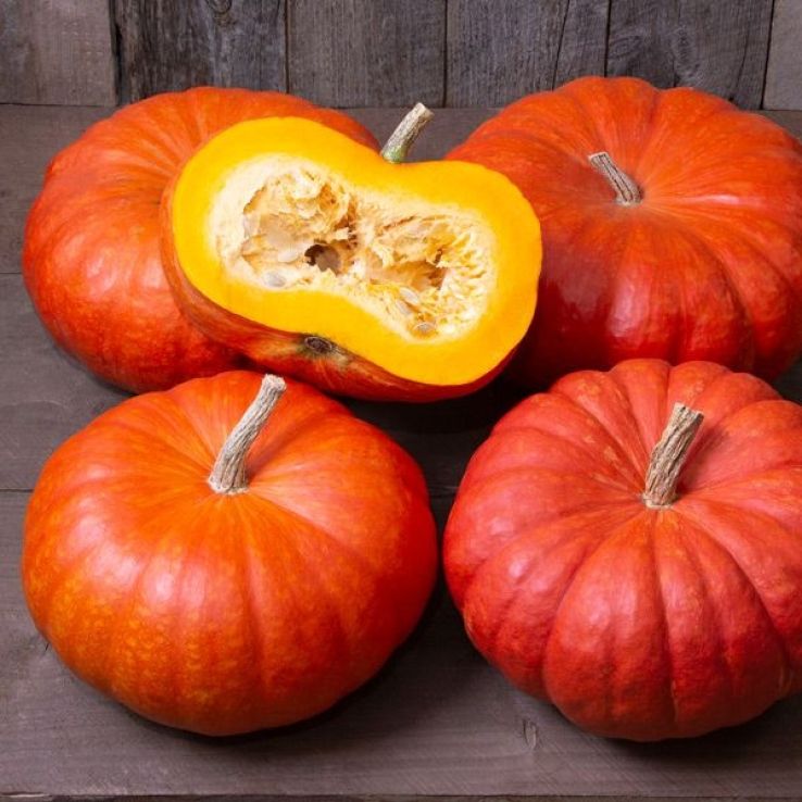 Rouge Vif d’Etampes Pumpkin