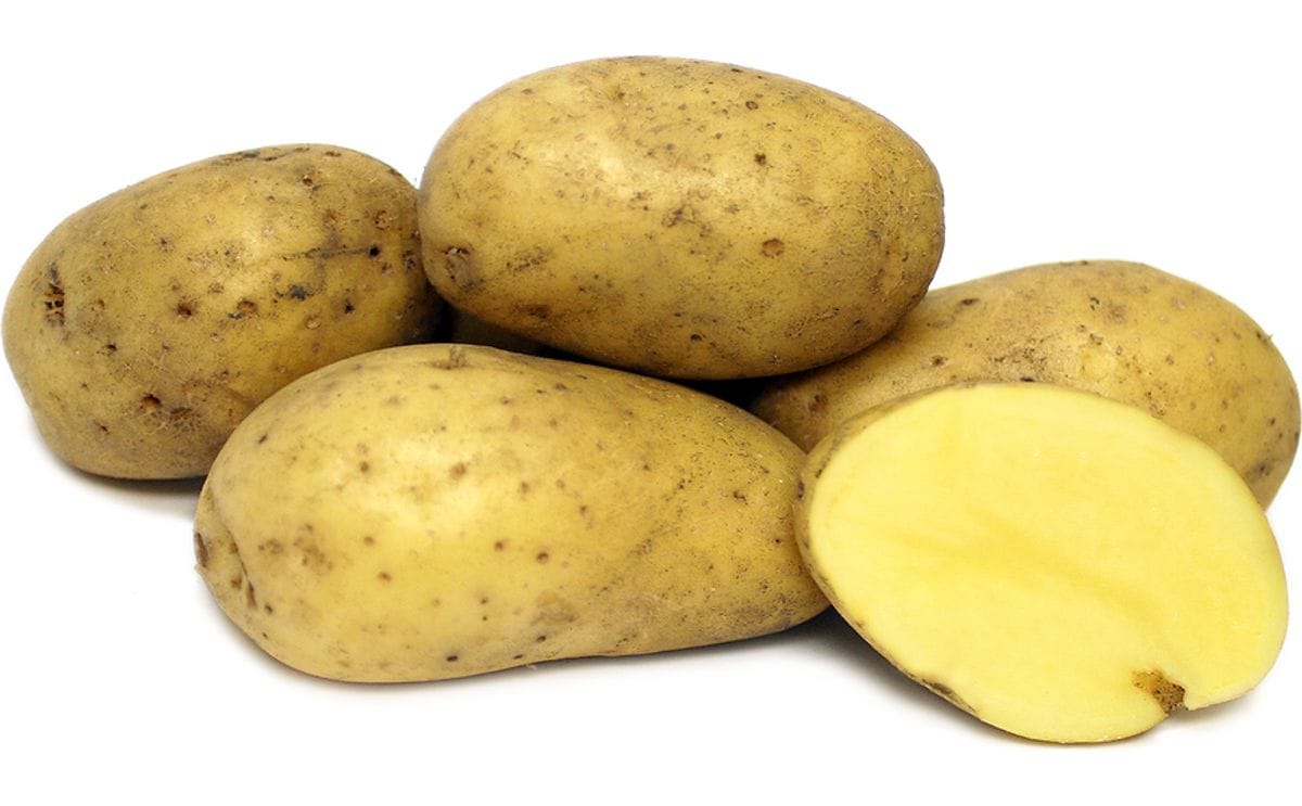 Carola Seed Potato online shopping
