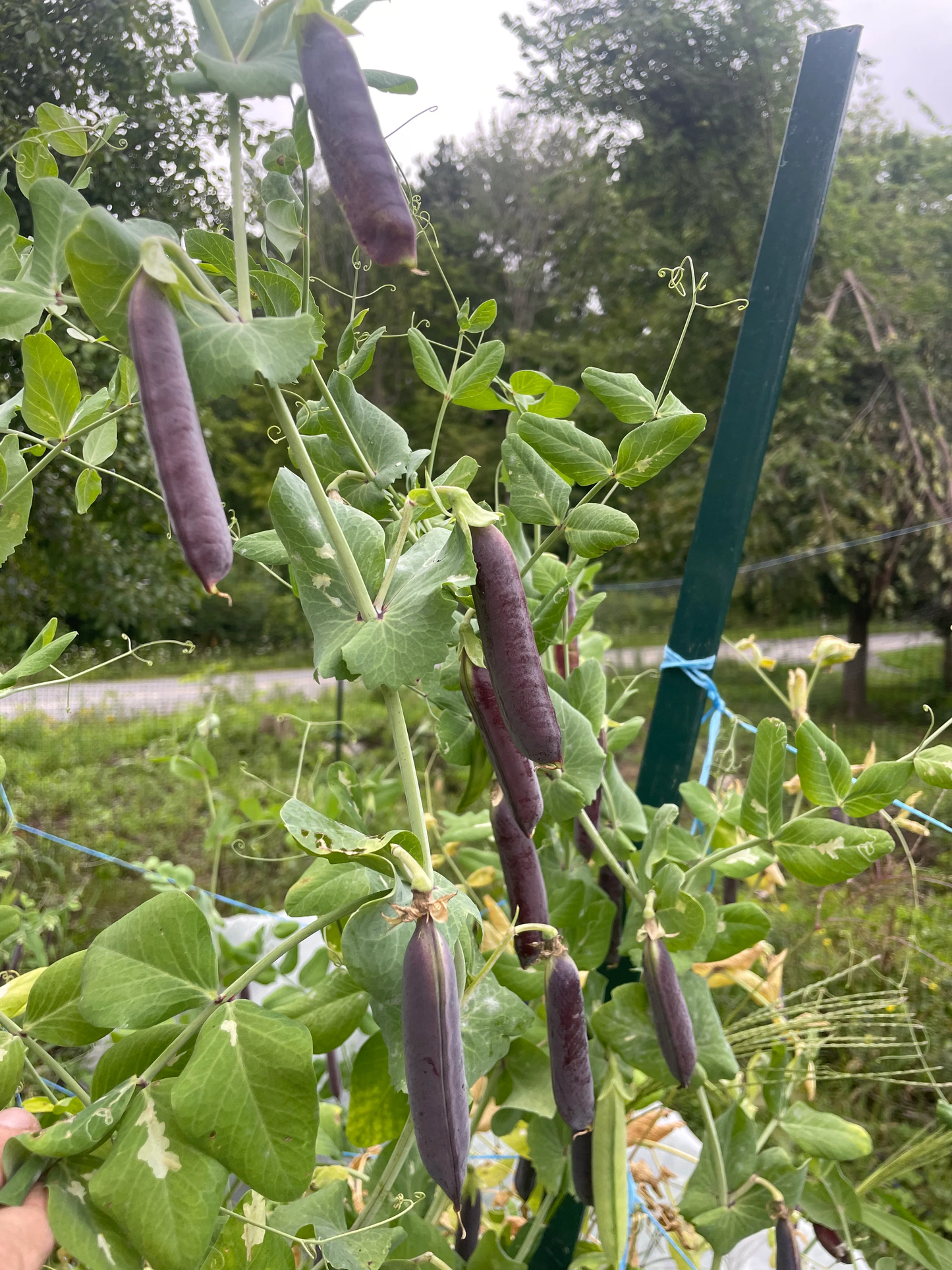 Purple Mist Organic Shelling Pea