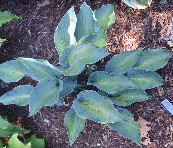Bluebird Of Happiness Hosta Plants online shopping