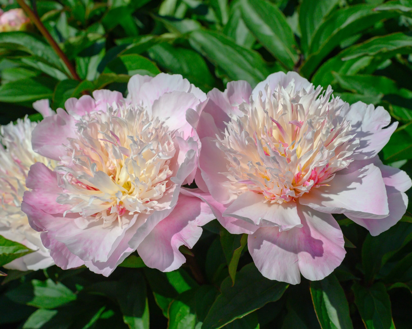 Paeonia Lactiflora Do Tell