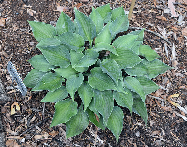 Bluetini Hosta