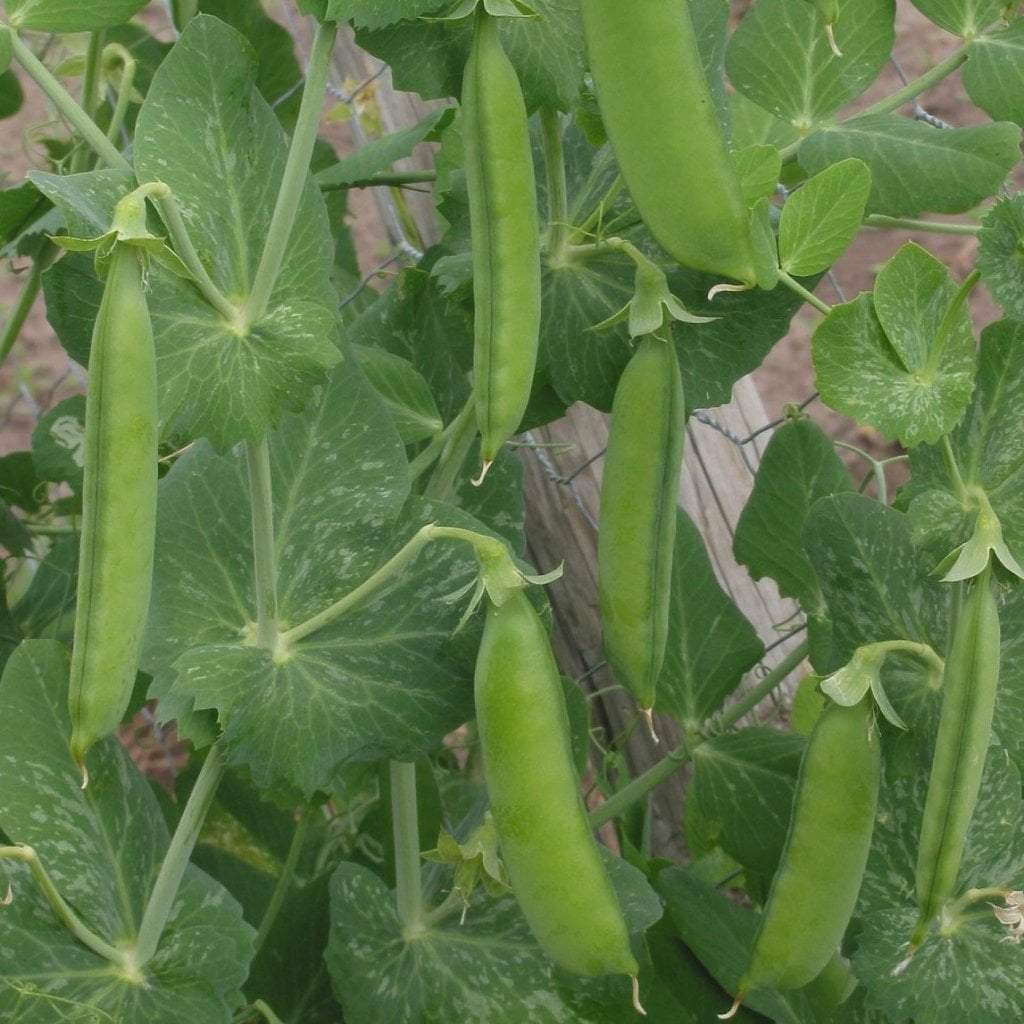 Little Marvel Shelling Pea