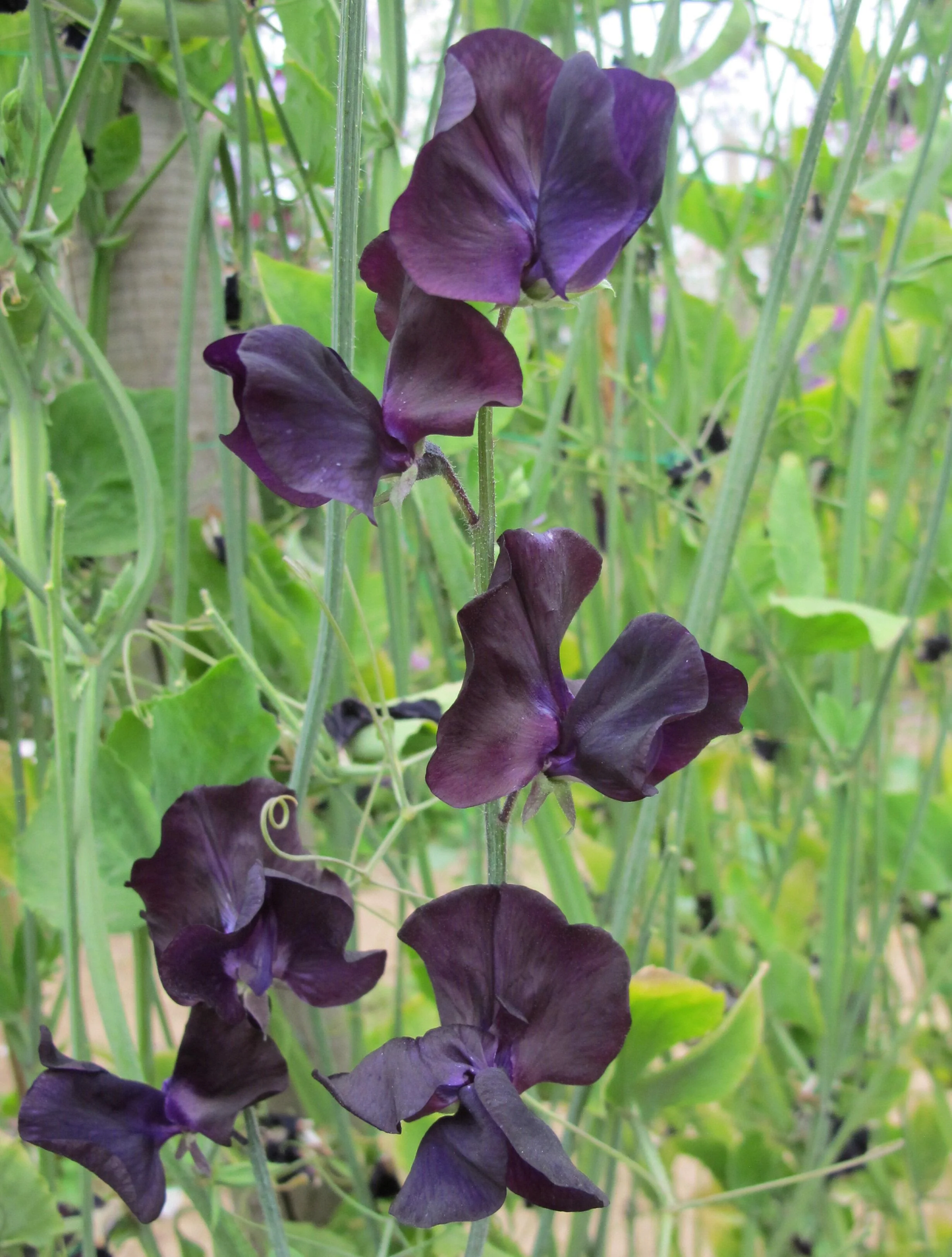 Winter Sunshine Navy Sweet Pea seeds online shopping