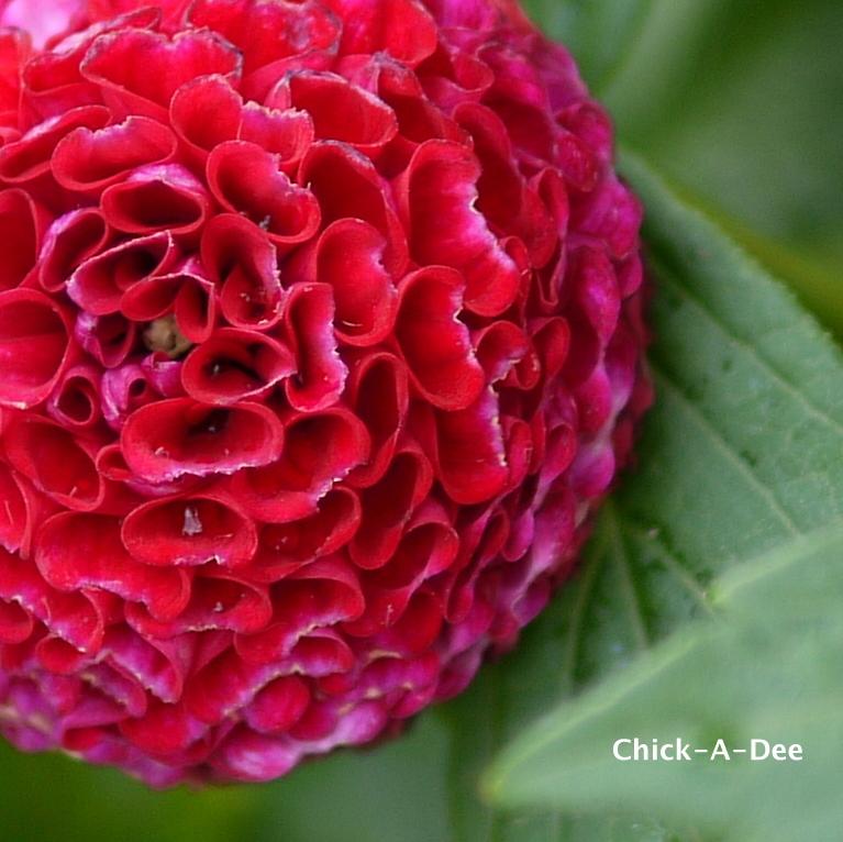 Chick A Dee Dahlia