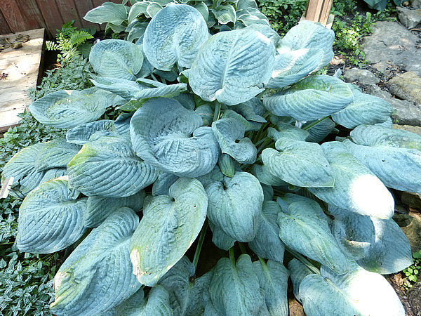 Skylight Hosta Plants online shopping