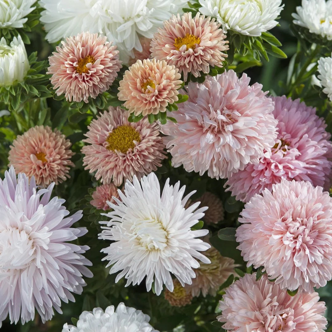 Roses Mix China Asters Seeds online shopping