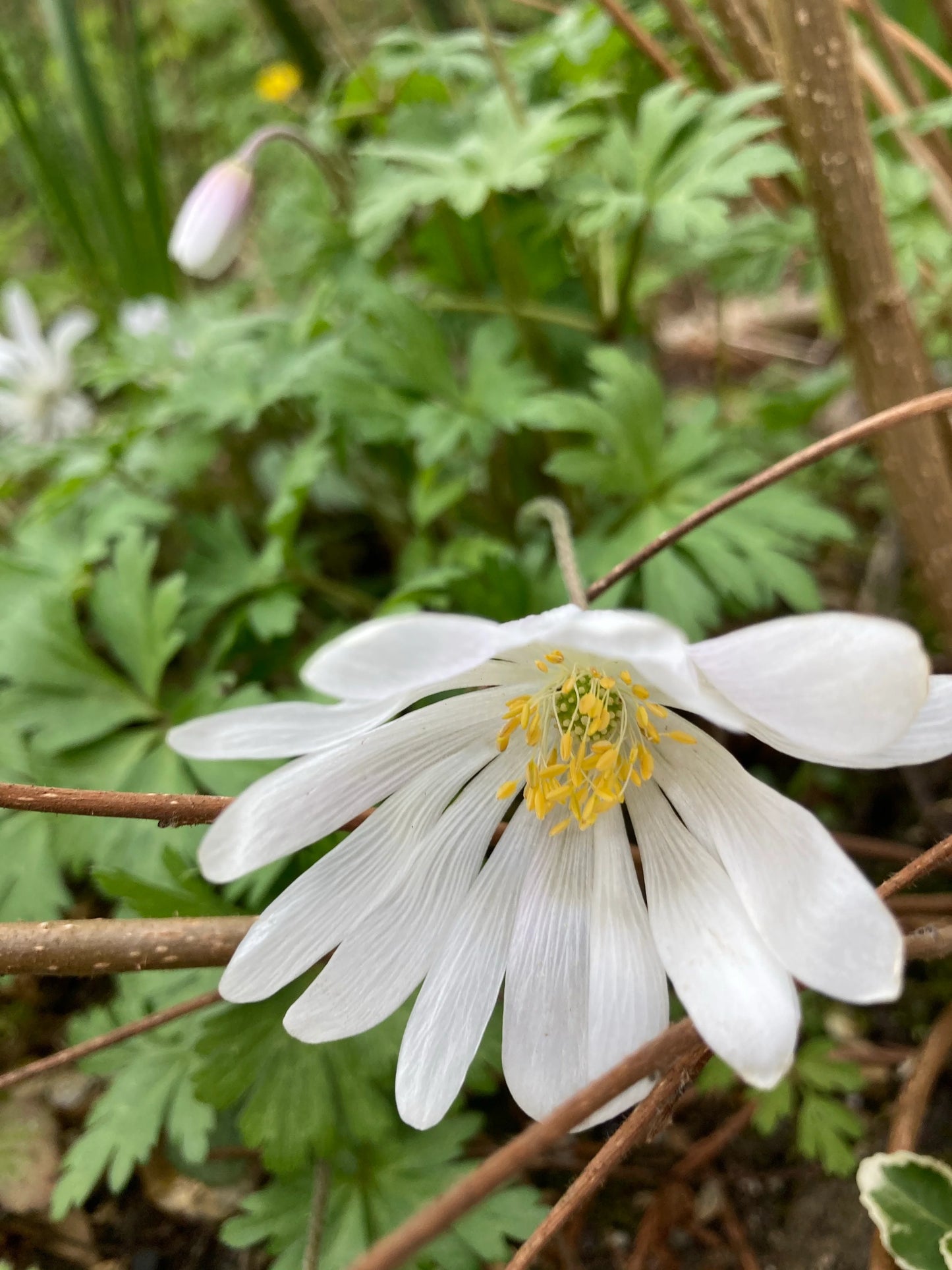 White Splendour Blanda Anemone Tubers