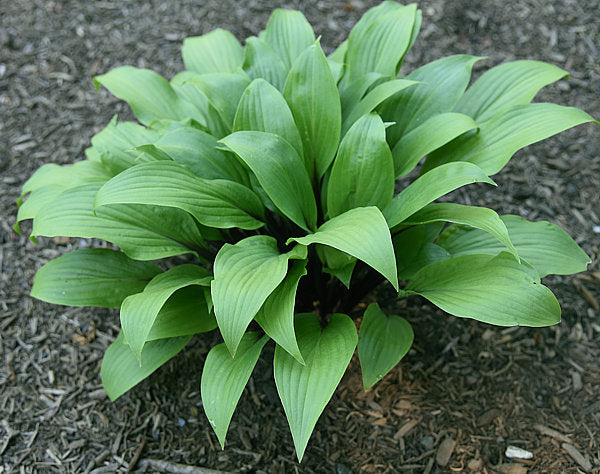 Considering Concordville Hosta Plants online shopping