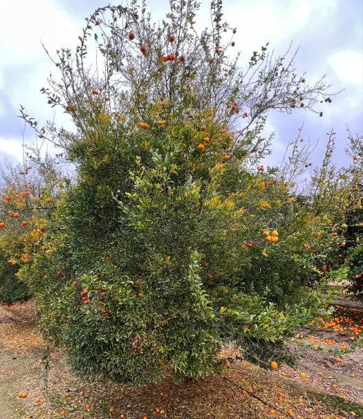 C-57 Furr Citrange Seed citrus plant material online shopping