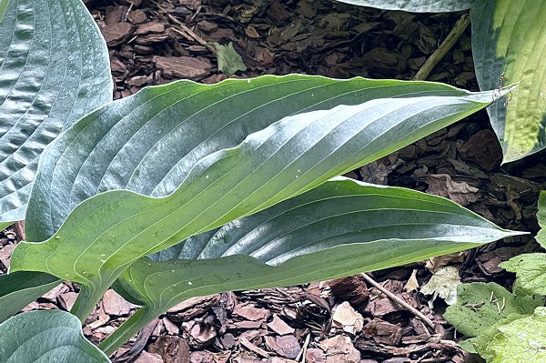 Rowan My Boat Hosta Plants online shopping