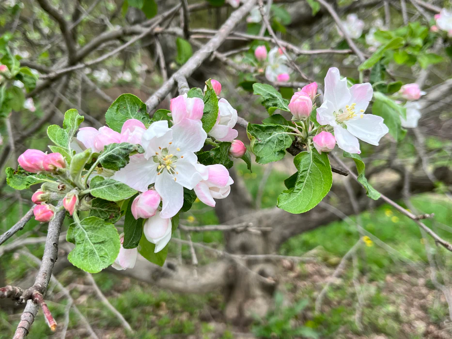 Redfree disease resistant early apple tree flowers.