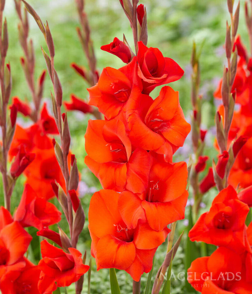 Red Balance Gladiolus Corms