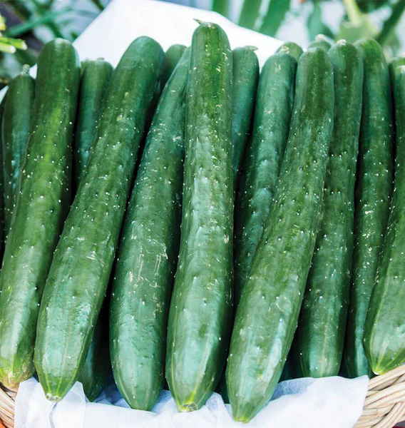 Tasty Emperor F1 Cucumber
