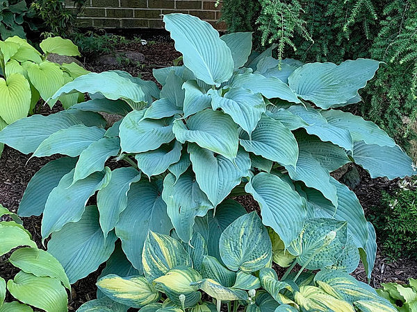 Valyrian Steel Hosta Plants online shopping