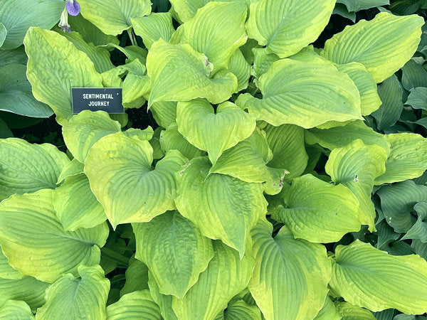 Sentimental Journey Hosta Plants online shopping