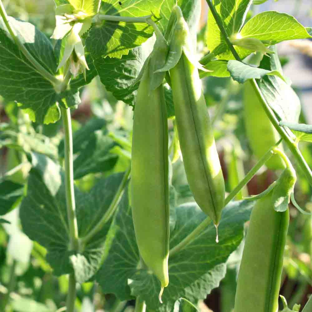 Oregon Giant Snow Pea