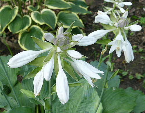 Fleet Week Hosta Plants online shopping