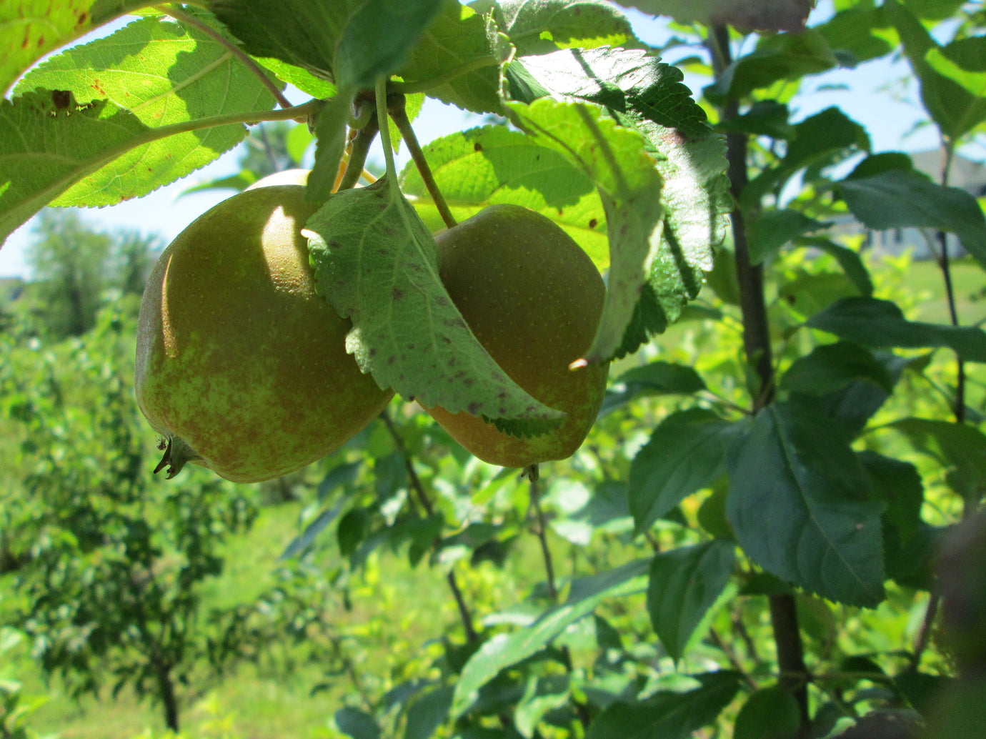 Hudson’s Golden Gem Heirloom Apple