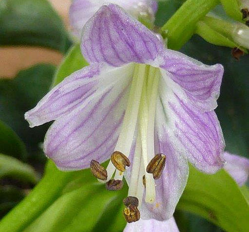 Sun Mouse Hosta Plants online shopping