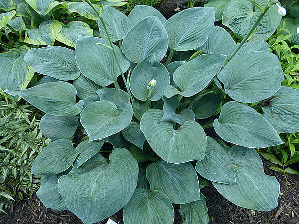 Memphis Blue Hosta Plants online shopping