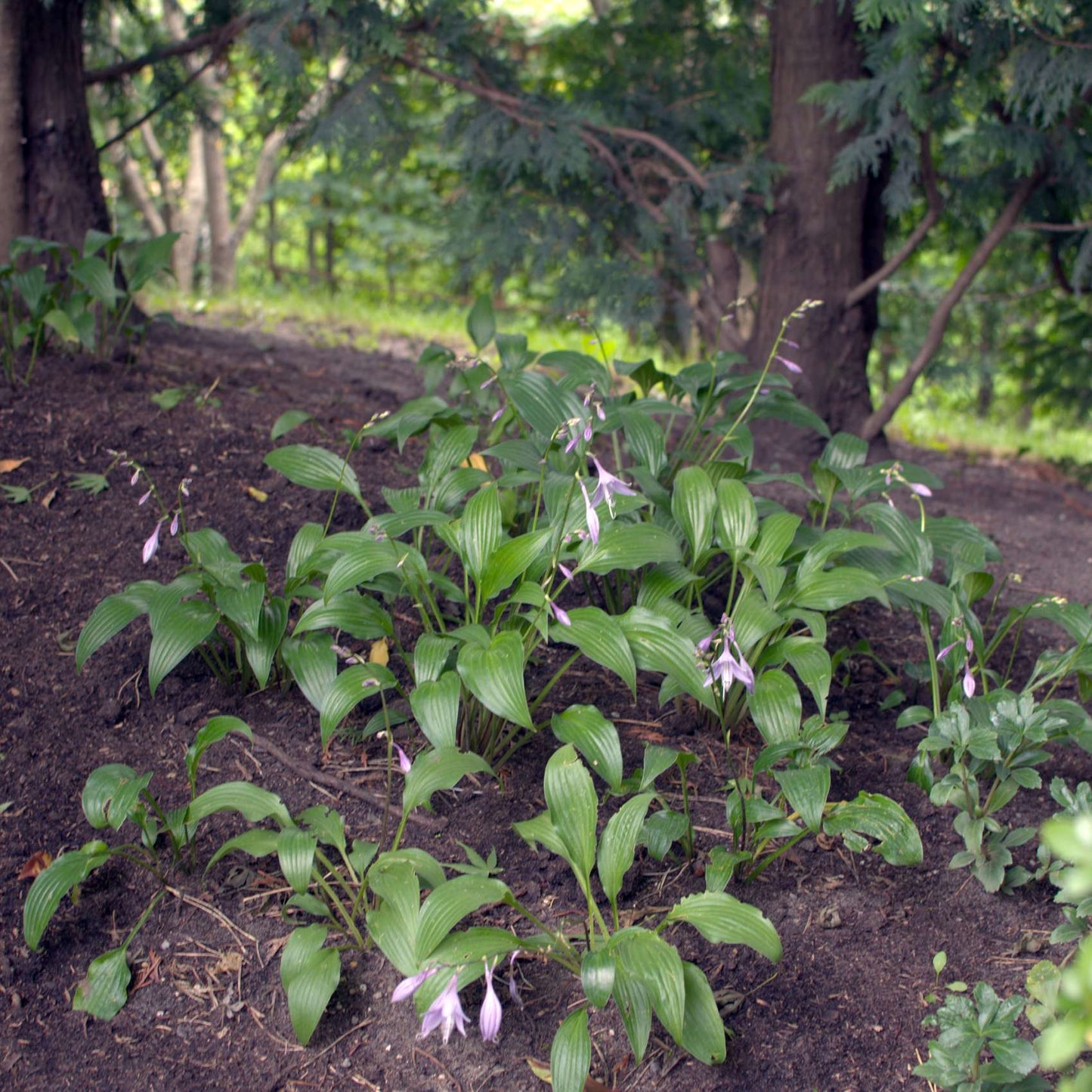 Hosta minor Plants online shopping